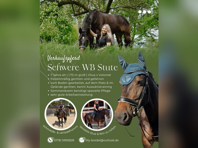 Heavy Warmblood Mare 7 years 16.2 hh Smoky-Black in Leuna