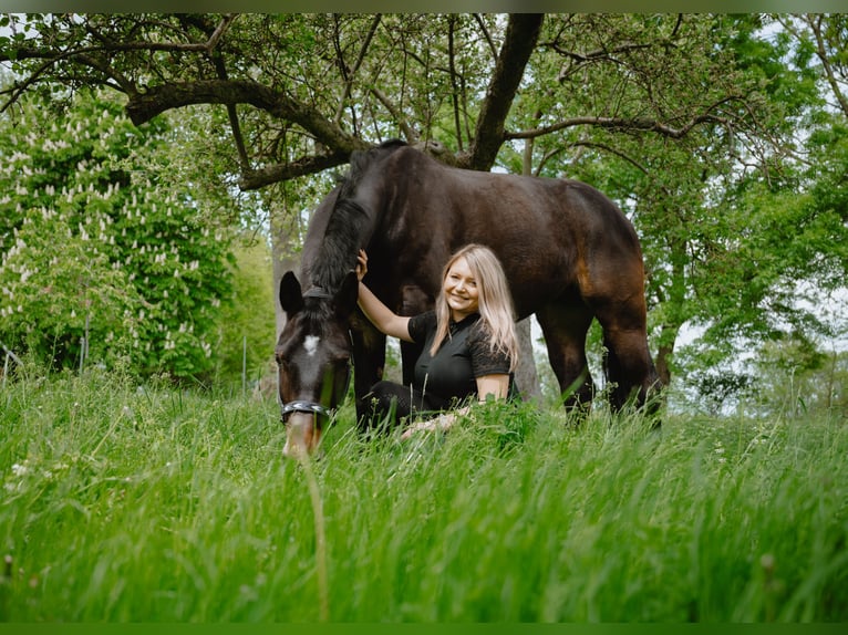Heavy Warmblood Mare 7 years 16.2 hh Smoky-Black in Leuna