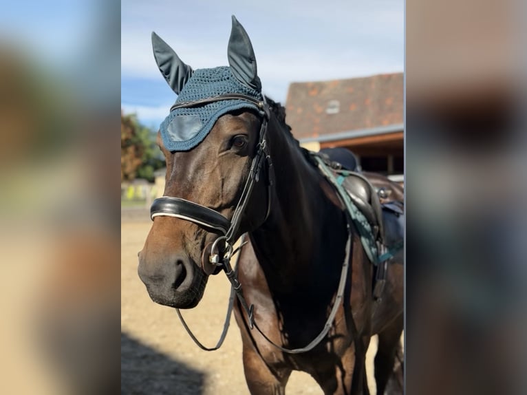 Heavy Warmblood Mare 7 years 16.2 hh Smoky-Black in Leuna