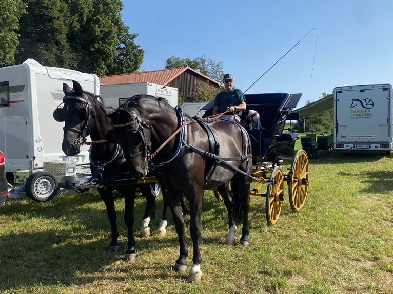 Heavy Warmblood Mare 7 years 16 hh Black in Winzer