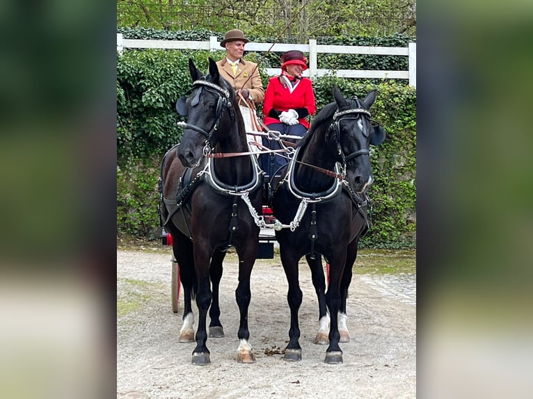 Heavy Warmblood Mare 7 years 16 hh Black in Winzer