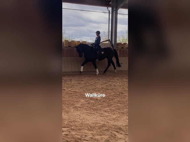 Heavy Warmblood Mare 7 years 16 hh Black in Winzer
