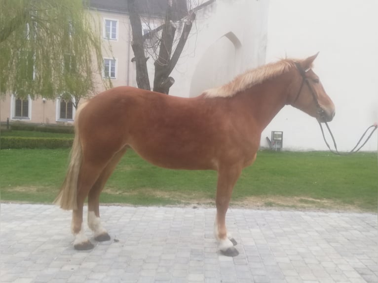 Heavy Warmblood Mare 7 years 16 hh Chestnut-Red in Pyrbaum