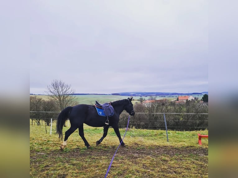 Heavy Warmblood Mare 7 years 16 hh Smoky-Black in Pößneck