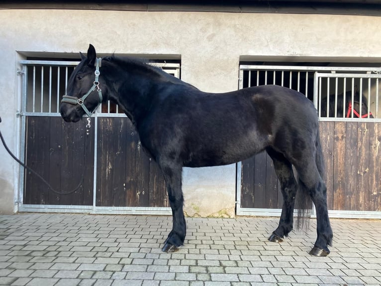 Heavy Warmblood Mare 8 years 15,2 hh Black in Bad Camberg