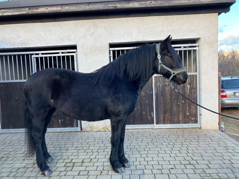 Heavy Warmblood Mare 8 years 15,2 hh Black in Bad Camberg