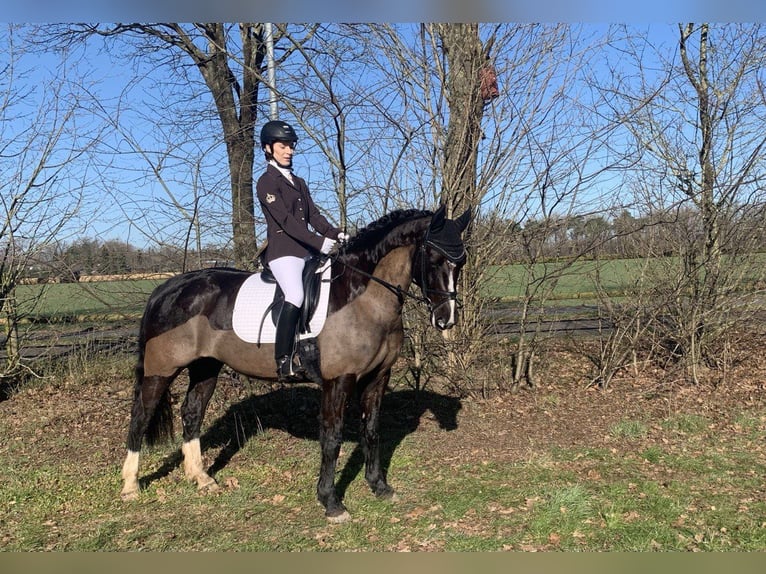 Heavy Warmblood Mare 8 years 15,3 hh Black in Langwedel