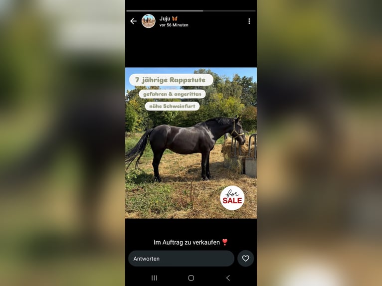 Heavy Warmblood Mare 8 years 15,1 hh Black in Euerdorf