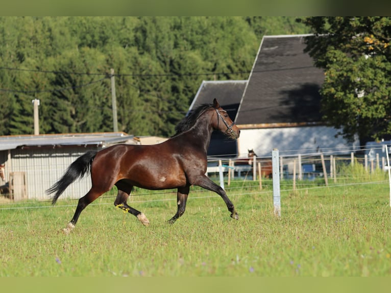 Heavy Warmblood Mare 8 years 15,1 hh in Marienberg