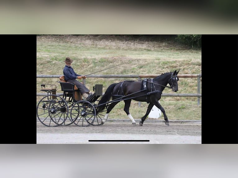 Heavy Warmblood Mare 8 years 15,3 hh Black in Markkleeberg