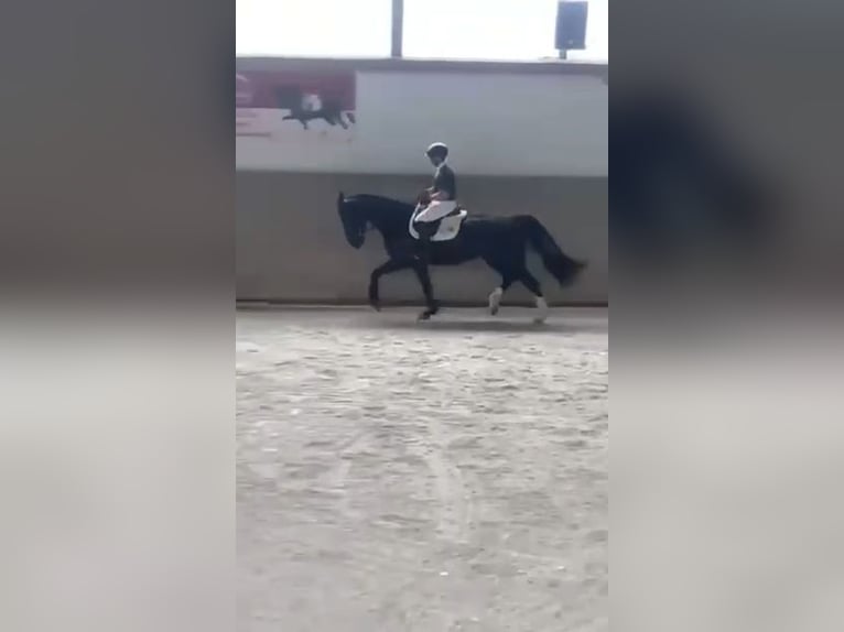 Heavy Warmblood Mare 8 years 15,3 hh Black in Markkleeberg