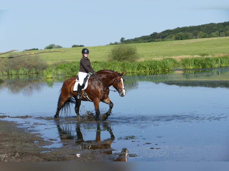 Heavy Warmblood Mare 8 years 16.2 hh Brown in Ganschow