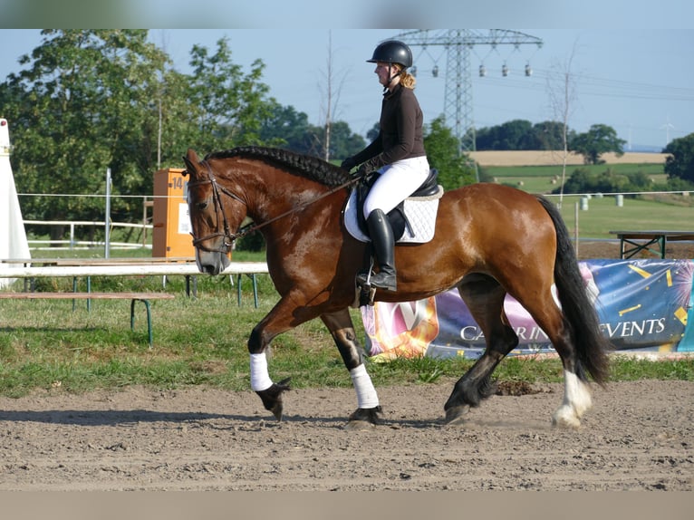 Heavy Warmblood Mare 8 years 16.2 hh Brown in Ganschow