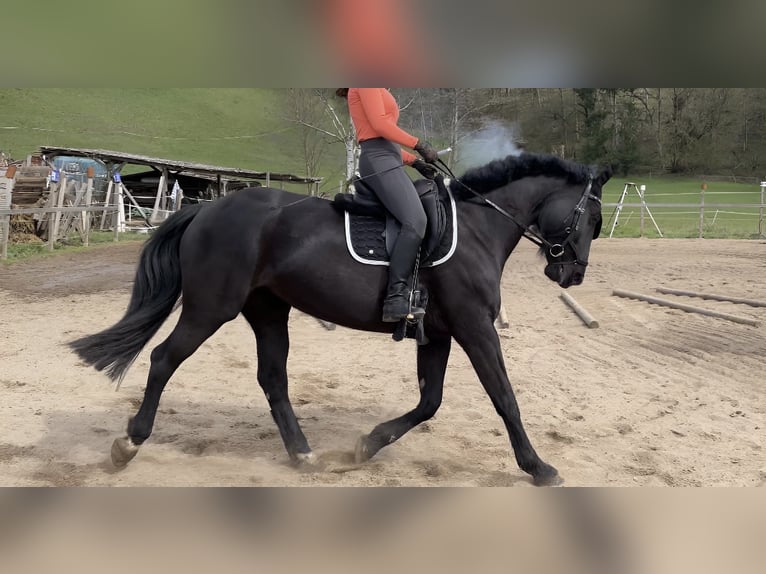 Heavy Warmblood Mare 8 years 16 hh Black in Zeil am Main