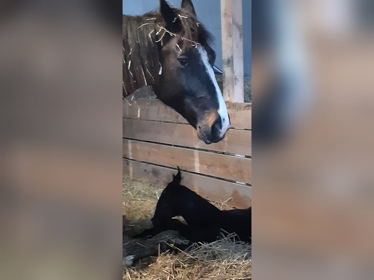 Heavy Warmblood Mare 9 years 16,1 hh Black in Naugarten