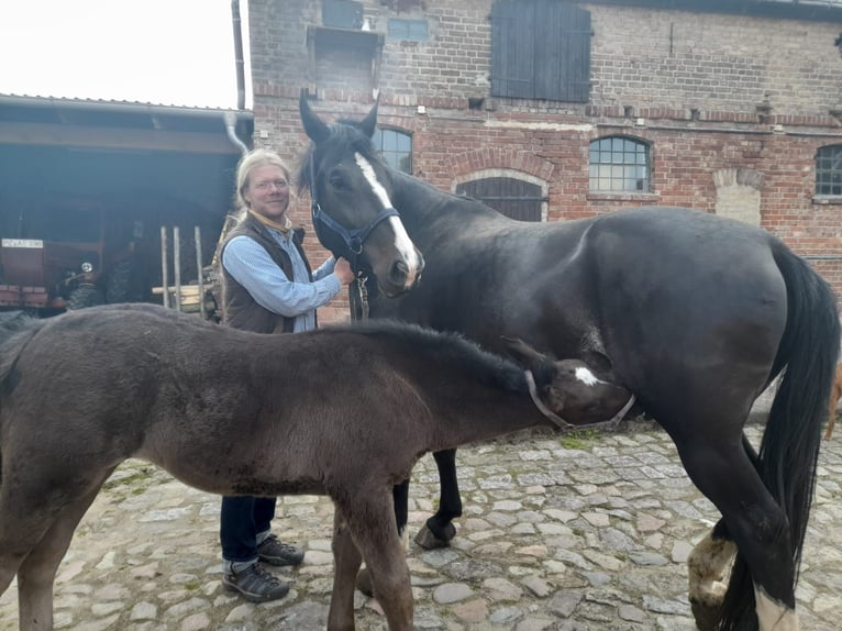 Heavy Warmblood Mare 9 years 16,1 hh Black in Naugarten