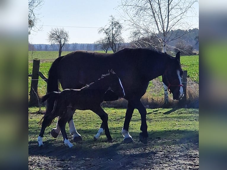 Heavy Warmblood Mare 9 years 16,1 hh Black in Naugarten