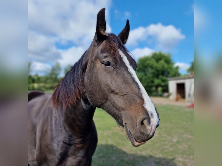 Heavy Warmblood Mare 9 years 16,1 hh Black in Naugarten