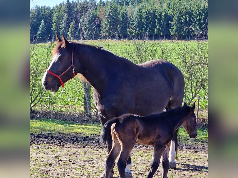 Heavy Warmblood Mare 9 years 16,1 hh Black in Naugarten