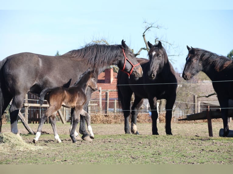 Heavy Warmblood Mare 9 years 16,1 hh Black in Naugarten