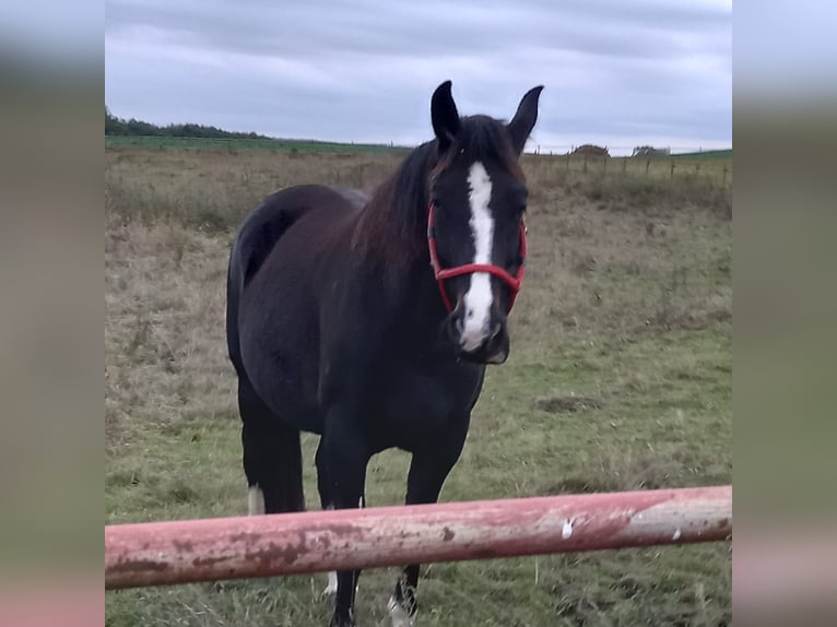 Heavy Warmblood Mare 9 years 16,1 hh Black in Naugarten