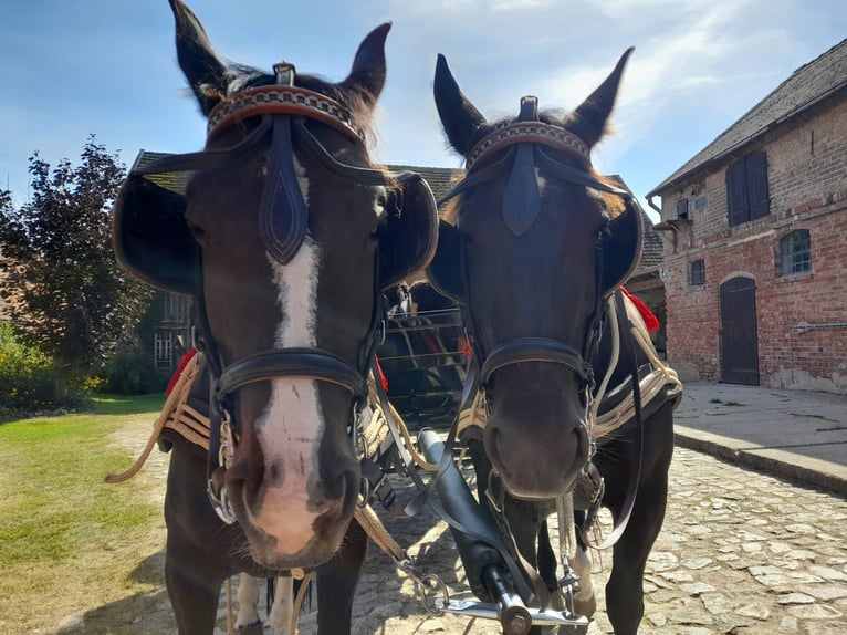 Heavy Warmblood Mare 9 years 16,1 hh Black in Naugarten