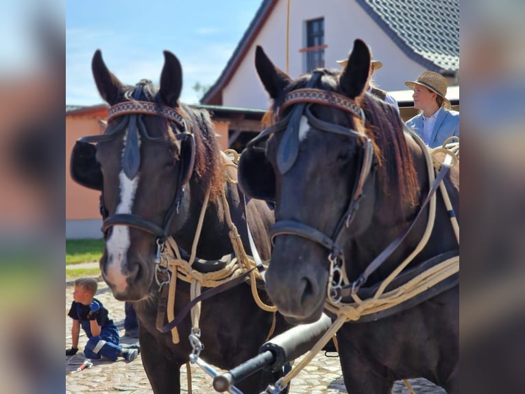 Heavy Warmblood Mare 9 years 16,1 hh Black in Naugarten