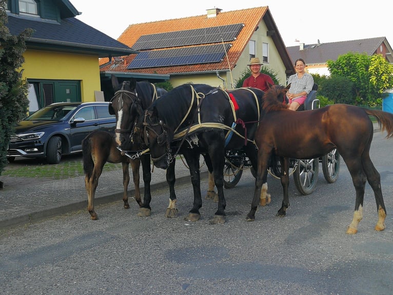 Heavy Warmblood Mare 9 years 16,1 hh Black in Naugarten