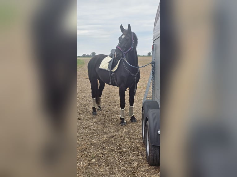 Heavy Warmblood Mare 9 years 16.1 hh Black in Gnadau