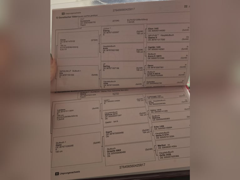 Heavy Warmblood Mare 9 years 16.1 hh Black in Gnadau