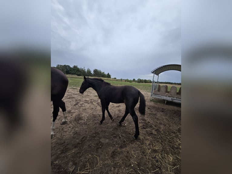 Heavy Warmblood Mare Foal (05/2026) 16 hh Black in Hirschstein