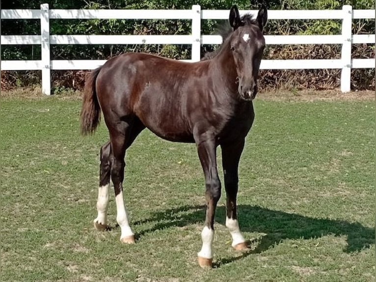 Heavy Warmblood Mare Foal (03/2026) 16 hh Black in Steinreich