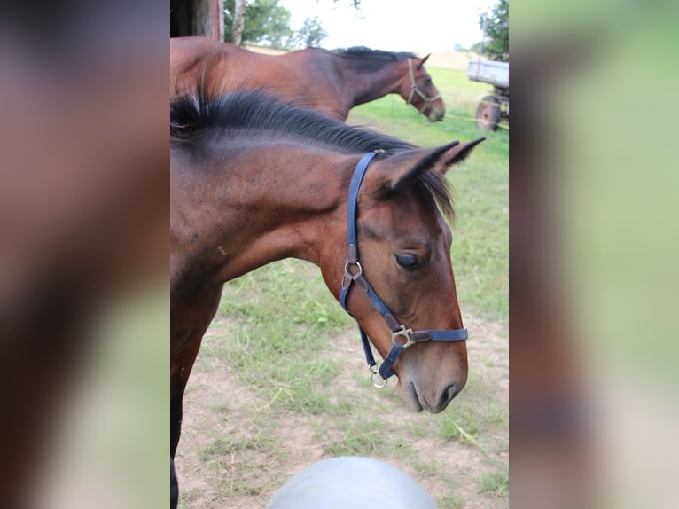 Heavy Warmblood Mare Foal (03/2025) 16,1 hh Brown in M&#xFC;geln