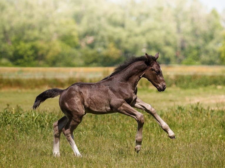 Heavy Warmblood Mare Foal (04/2026) Black in Kubschütz