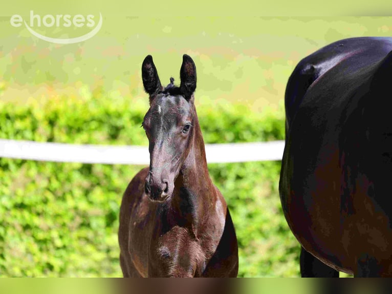 Heavy Warmblood Mare Foal (04/2026) Black in Treugeböhla