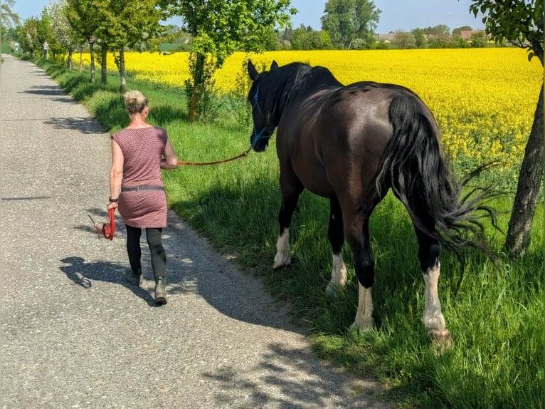 Heavy Warmblood Mix Stallion 11 years 17.2 hh Black in Markranstädt