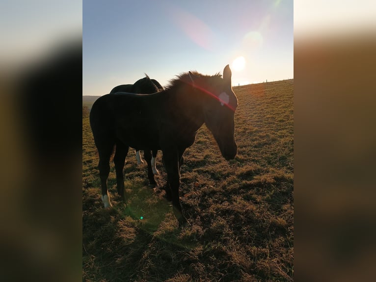 Heavy Warmblood Stallion 1 year 14,1 hh Black in Hohnstein