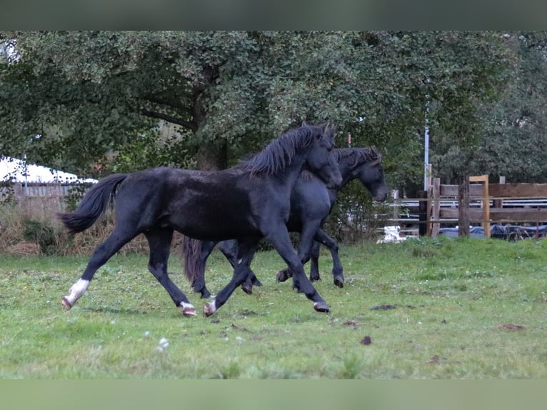 Heavy Warmblood Stallion 1 year 14,3 hh Bay-Dark in Dahmetal Heavy Warmblood Stallion 1 year 14,3 hh Bay-Dark in Dahmetal