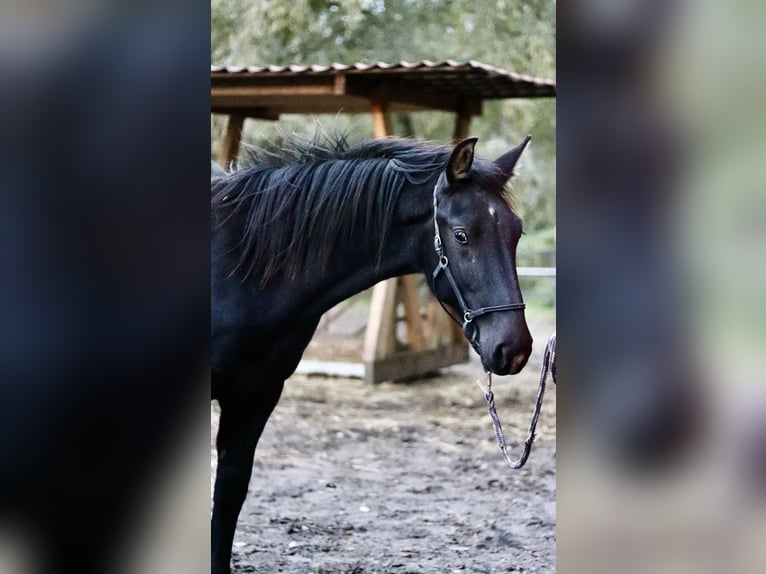 Heavy Warmblood Stallion 1 year 14,3 hh Bay-Dark in Dahmetal Heavy Warmblood Stallion 1 year 14,3 hh Bay-Dark in Dahmetal