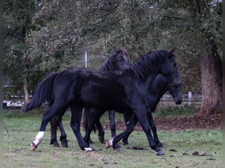 Heavy Warmblood Stallion 1 year 14,3 hh Bay-Dark in Dahmetal Heavy Warmblood Stallion 1 year 14,3 hh Bay-Dark in Dahmetal