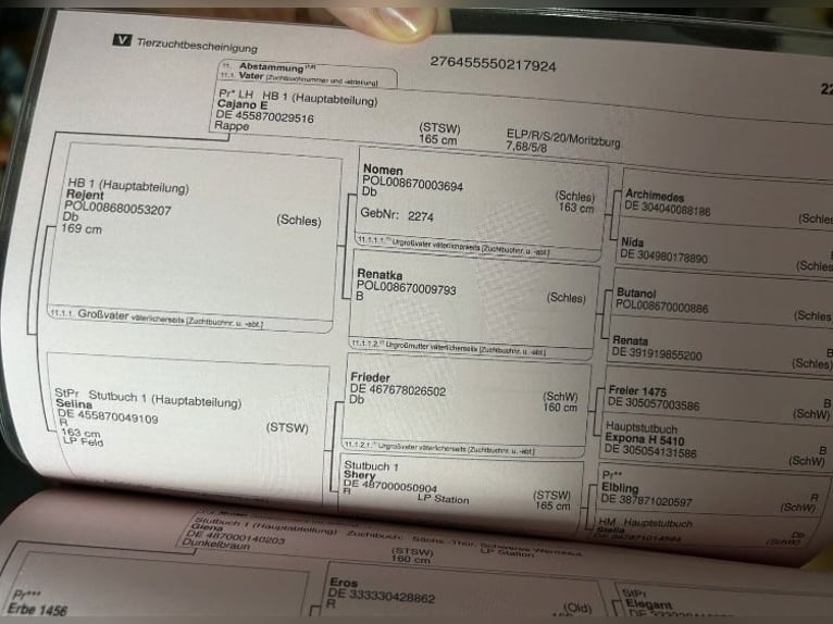 Heavy Warmblood Stallion 1 year 14,3 hh Bay-Dark in Dahmetal Heavy Warmblood Stallion 1 year 14,3 hh Bay-Dark in Dahmetal