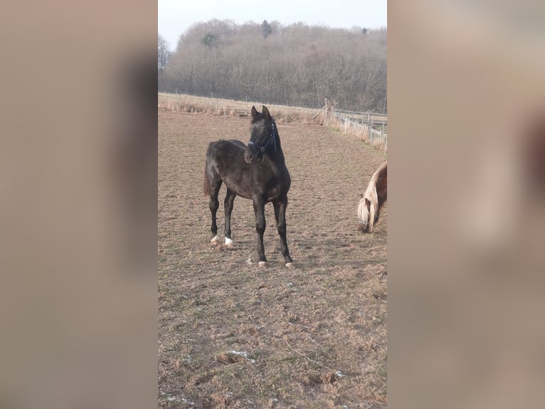 Heavy Warmblood Stallion 1 year 16 hh Black in Ruhla