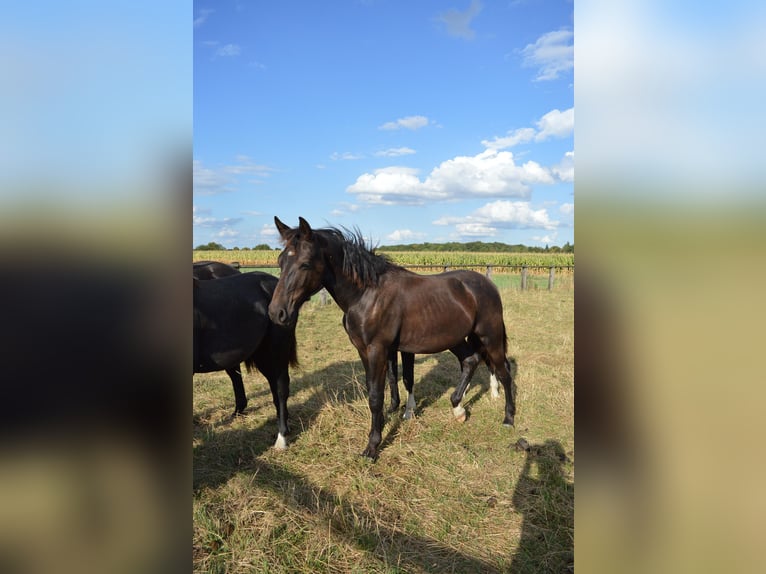 Heavy Warmblood Stallion 1 year 16 hh Black in Ascheberg