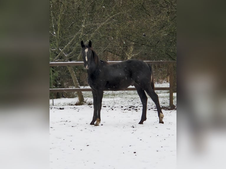 Heavy Warmblood Mix Stallion 1 year 16,2 hh Black in Twist