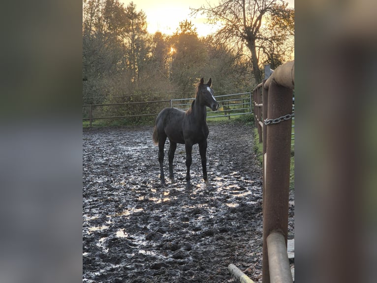 Heavy Warmblood Mix Stallion 1 year 16,2 hh Black in Twist