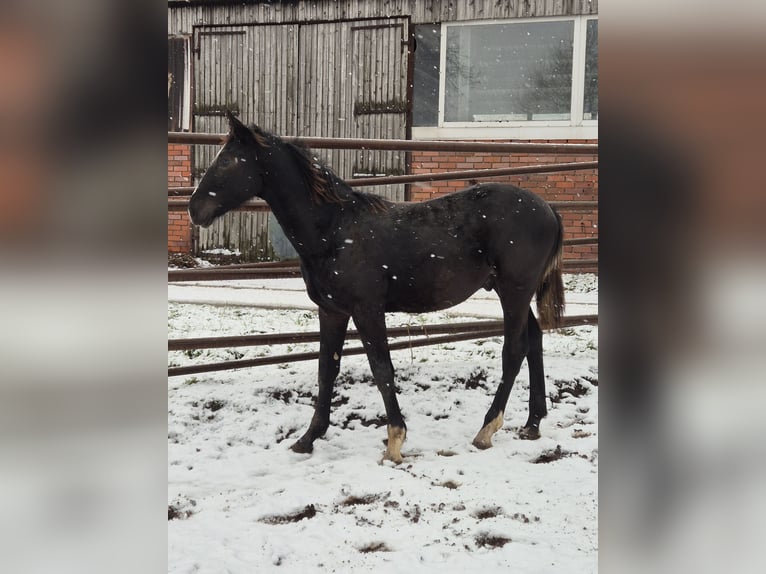 Heavy Warmblood Mix Stallion 1 year 16,2 hh Black in Twist