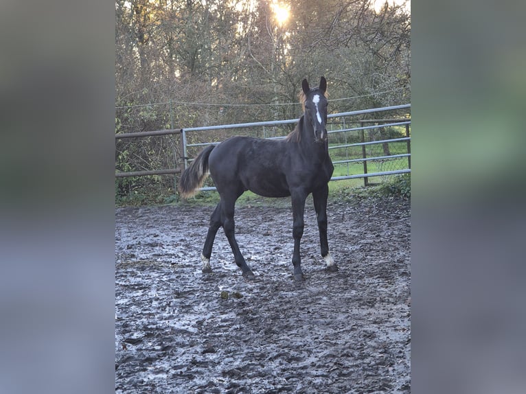 Heavy Warmblood Mix Stallion 1 year 16,2 hh Black in Twist