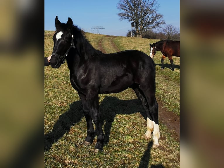 Heavy Warmblood Stallion 1 year Black in Wutha-Farnroda