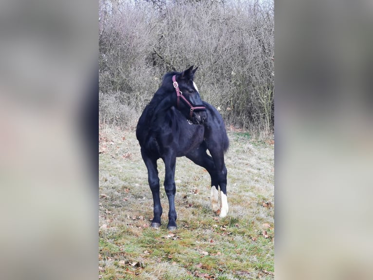 Heavy Warmblood Stallion 1 year Black in Wutha-Farnroda