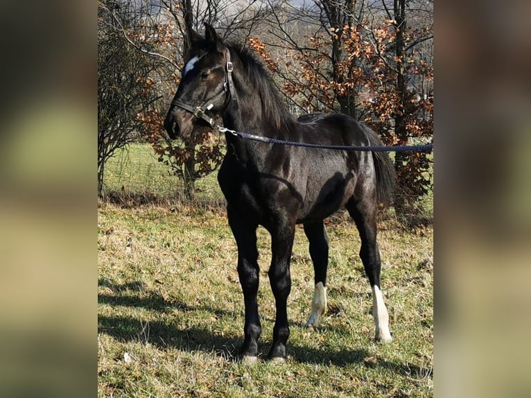 Heavy Warmblood Stallion 1 year Black in Wutha-Farnroda